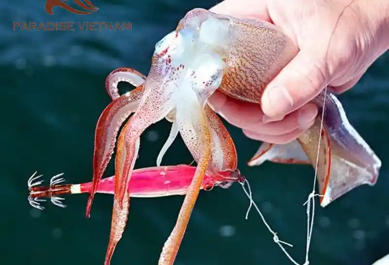 Squid Fishing
