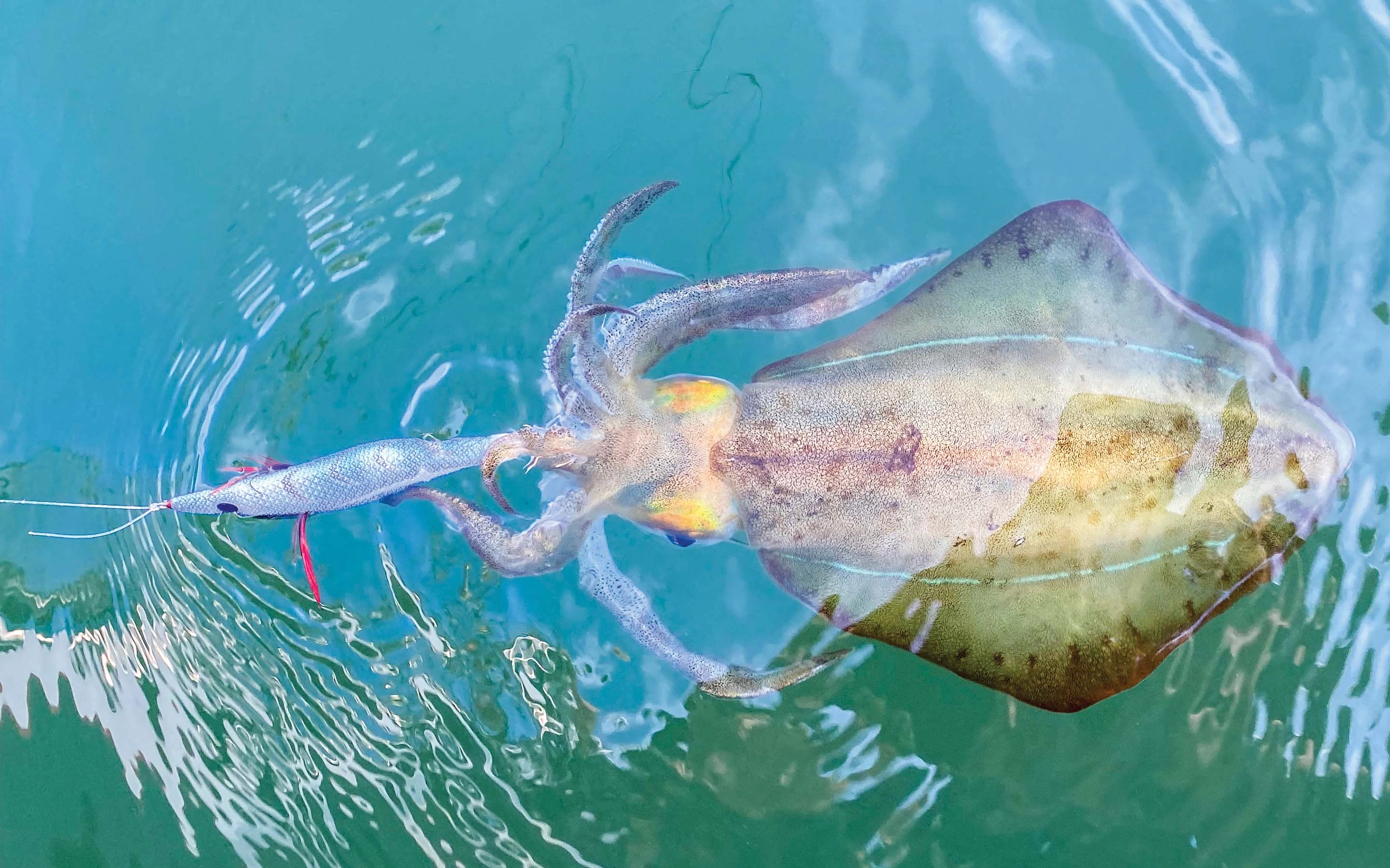 Squid Fishing