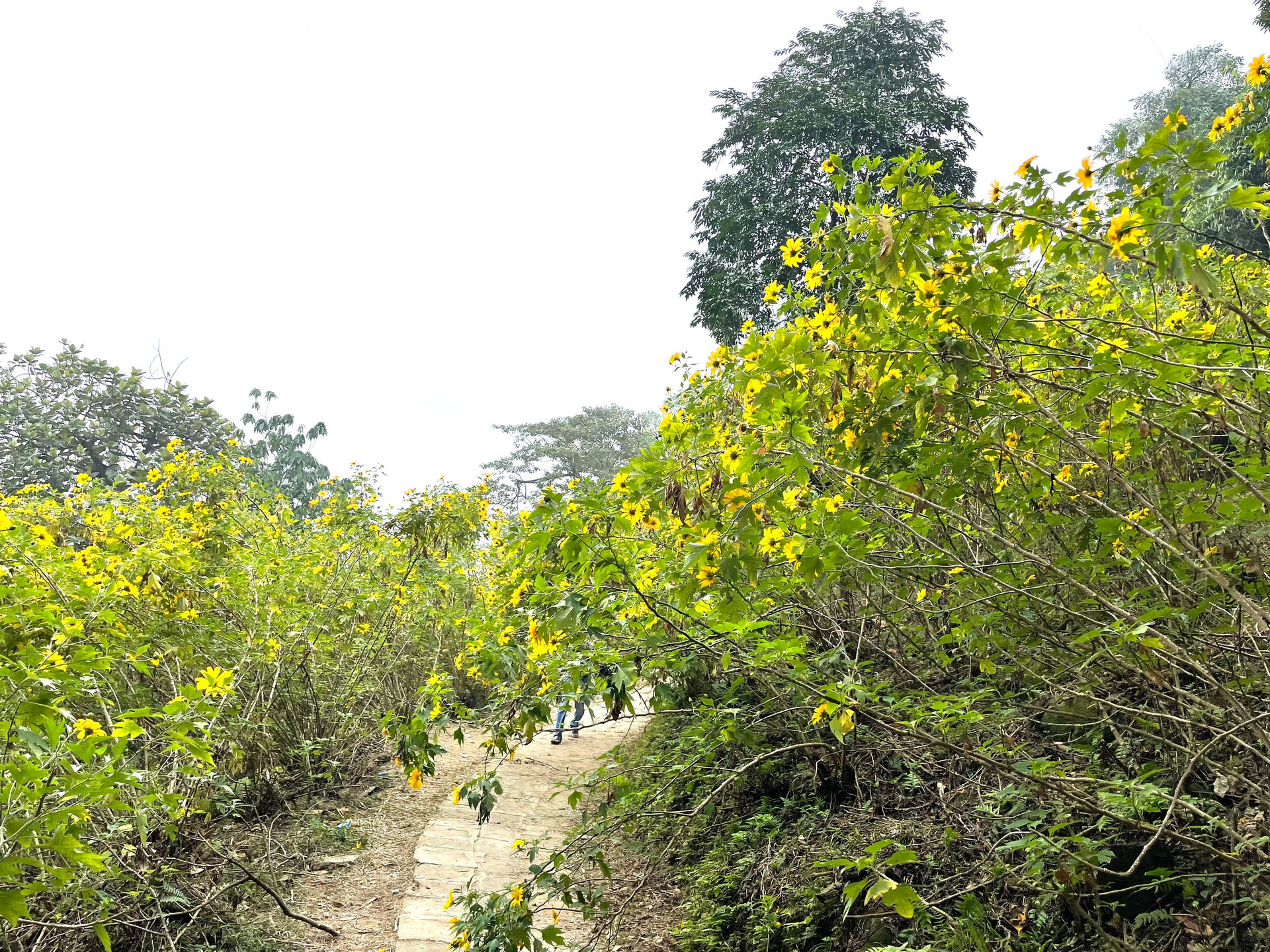 Mùa hoa dã quỳ ở Ba Vì