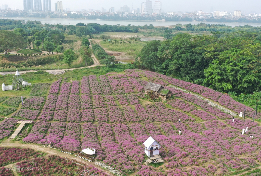Mùa cúc bách nhật bên sông Hồng