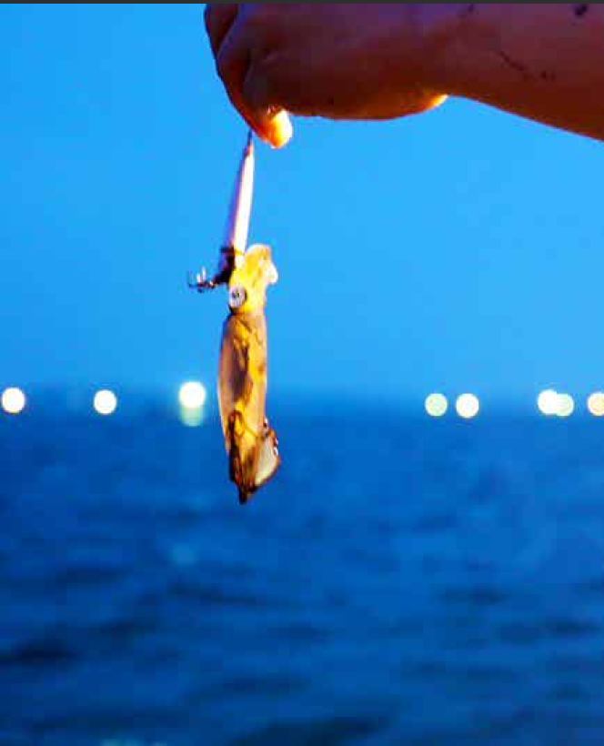 Squid Fishing